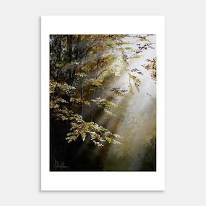 Autumn Trees Art Print By Vanessa Redfern