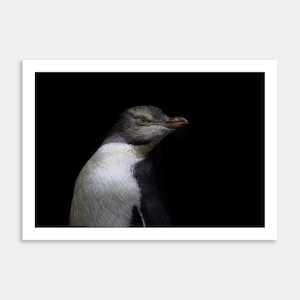 Penguin Portrait Art Print By Zenobia Southcombe