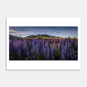 Walking Amongst Giants – Lupins South Island Art Print By Michelle Durrant