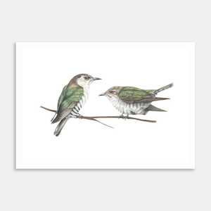 Shining Cuckoo Art Print By Janine Badger