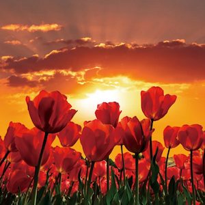 Products: Tulips and Sunsets