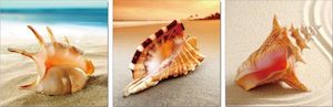 Products: Sea Shells Triptych