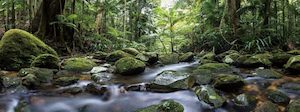 Mountain Stream