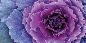 Products: Purple Flower