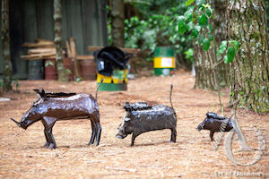 Bush Pigs (Warthog) - Set of 3