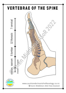 Tertiary institutional education: Spine Reflexes on the Feet (portrait) ASoR