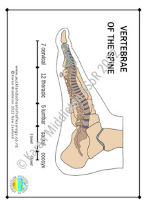 Spine Reflexes on the Feet (landscape) ASoR