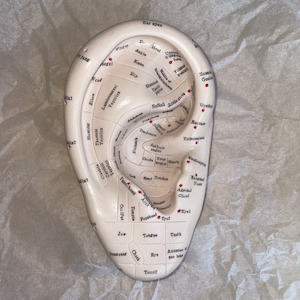 Tertiary institutional education: Ear Reflexology Model 17cm ASoR