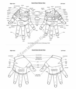 Tertiary institutional education: Hand Reflexology Chart Both Views ASoR