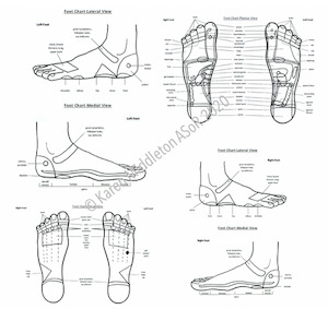 Foot Reflexology Chart All Views ASoR