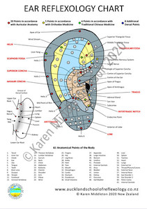 Ear Reflexology Chart ASoR