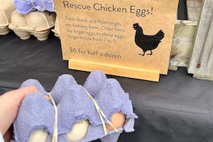 Rescue Chicken Eggs! Half a dozen