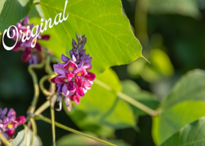 Merchandising: Kudzu Fragrance Oil