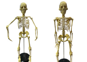 Merchandising: Mr Thrifty Skeleton 86cm