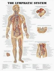 The Lymphatic System Chart