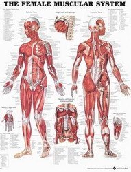 Merchandising: The Female Muscular System Chart