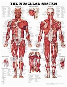 The Muscular System Chart