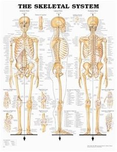 The Skeletal System Chart