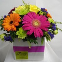 Gerbera Delight