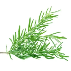 Rosemary Essential Oil