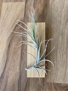 Tillandsia Hybrid - T. caulescens x T. tenuifolia