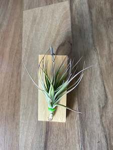 Tillandsia Tom Moss