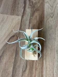 Plant, garden: Tillandsia recurvifolia v. Subsecundifolia