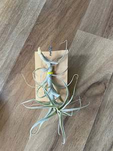 Plant, garden: Tillandsia Incarnata