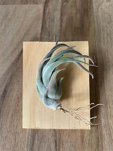 Plant, garden: Tillandsia seleriana