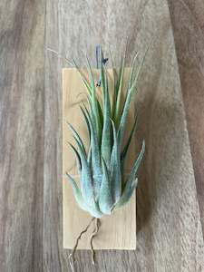 Plant, garden: Tillandsia Fat Chance