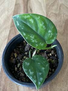 Plant, garden: Scindapsus Black Mamba