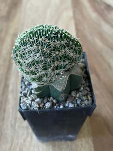 Grafted Echinopsis species f. Cristata