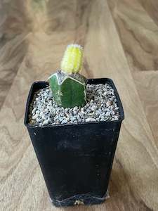 Yellow Peanut Cactus