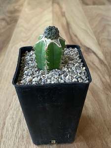 Grafted Sulcorebutia Rauschii