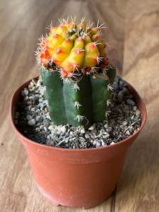 Grafted Gymnocalycium mihanovichii - 'Star Burst'