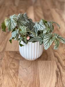 Plant, garden: Begonia Don Miller