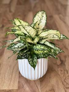 Plant, garden: Aglaonema Thai Snowflake