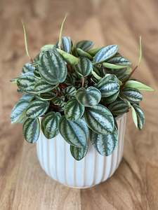 Plant, garden: Peperomia Royal Princess