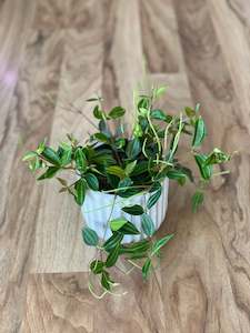 Peperomia Rocca Verde