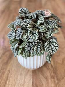 Peperomia Burbella