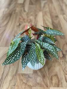 Begonia Hot Spot