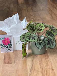 Joyful Green Gift Bundle