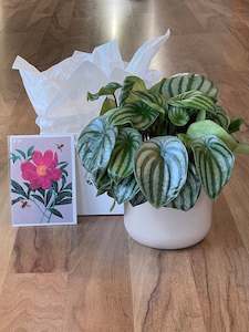 Potted Joy Gift Bundle