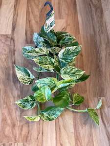 Plant, garden: Marble Queen Pothos