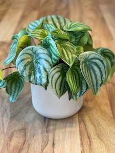 Plant, garden: Peperomia Argeriya - Watermelon Peperomia