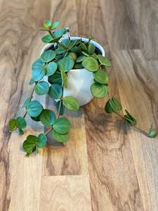 Plant, garden: Peperomia Hope