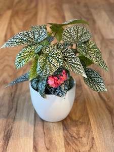 Plant, garden: Begonia Snow Capped