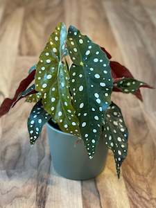 Plant, garden: Begonia Maculata -Polka Dot