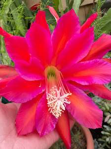 Plant, garden: Epiphyllum - Norwood