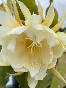 Epiphyllum - Waterlily